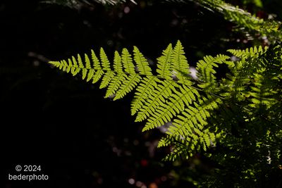 autumn backlit ferns