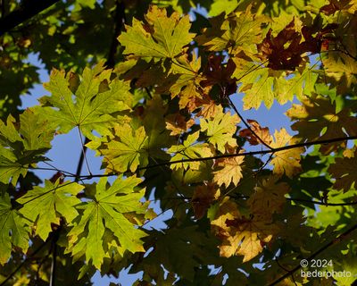 autumn is arriving