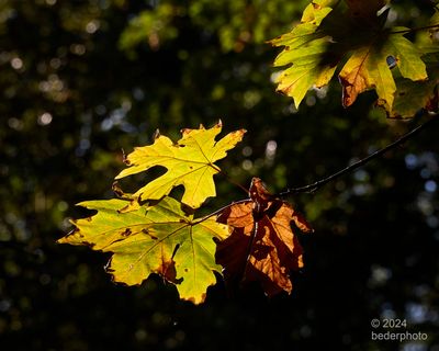 seasonal palette change