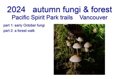 2024_fungi_and_forest