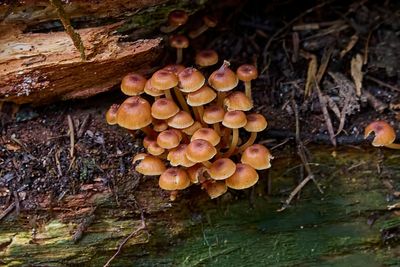 a young colony