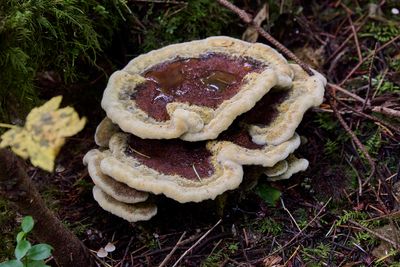 Dyer's Polypore