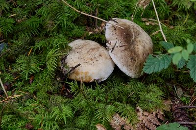 emerging into cozy moss bed