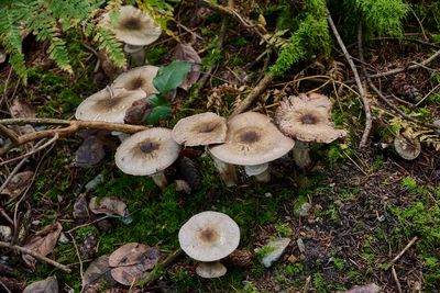 (species ? )