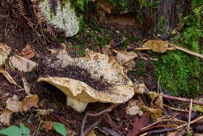 Russula