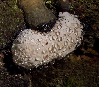 bracket fungus with guttation drops