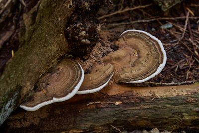 artist's conk polypore