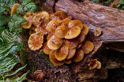 Pholiota Squarrosoides