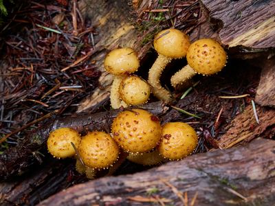 young colony...Pholiota Squarrosoides