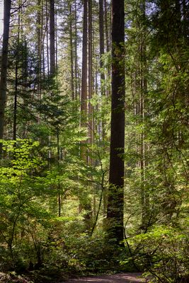 Start of one hour forest trail walk