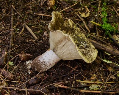 rather large Russula beside trail