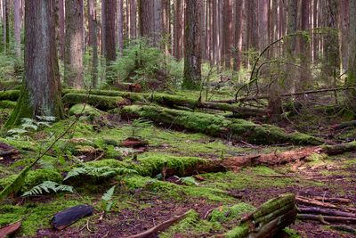  years of windfall trees  covered in moss