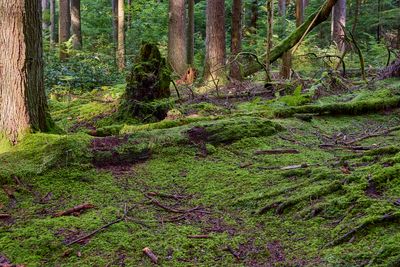 ubiquitous moss carpet