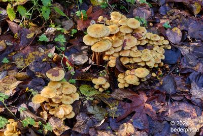 fungi...deciduous forest