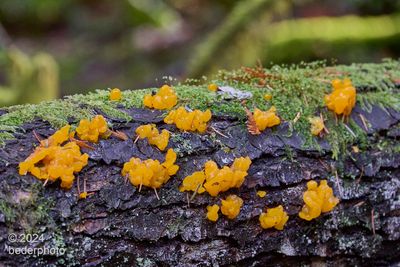 conifer forest fungus