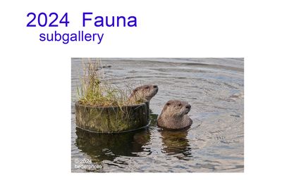 2024_fauna