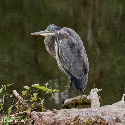 autumn heron