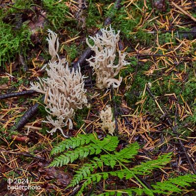 coral fungus