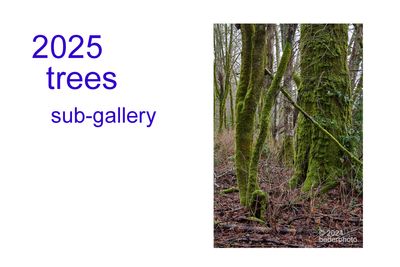 2025 trees 