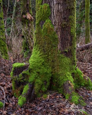 BC deciduous forest .....winter coat