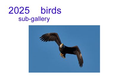 2025 birds 