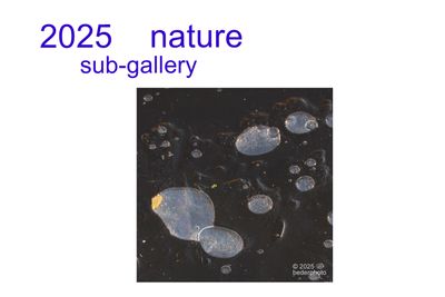 2025 nature 