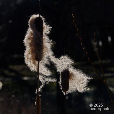 bullrushes sending out seeds