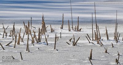 pond margin