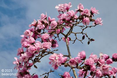 pink magnolia treetop display