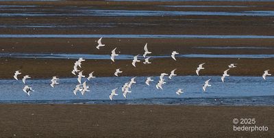 2025_birds_