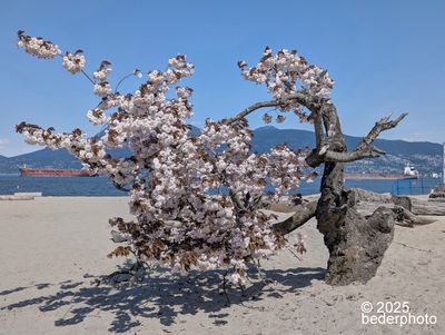 ancient surviving cherry tree