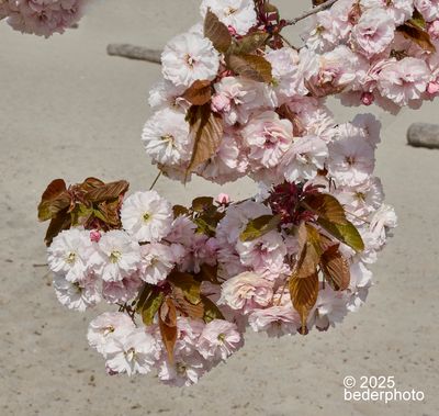 fresh cherry blossoms and leaves