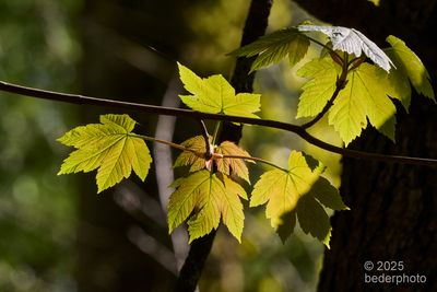 Rocky Mountain Maple  ( ? )