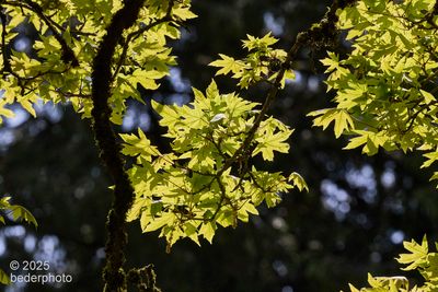 Bigleaf Maple