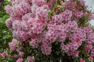 densest end (S) of ancient rhodo