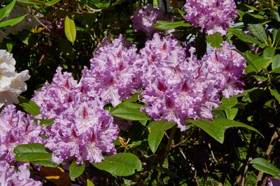too_many_rhodos
