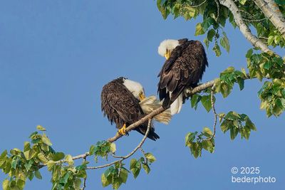 2025_birds_