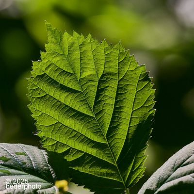 exactly as seen     Himalayan Blackberry leaf