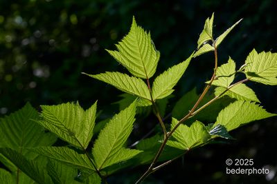 salmonberry leaves...study 3