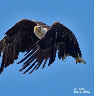 2025_birds_