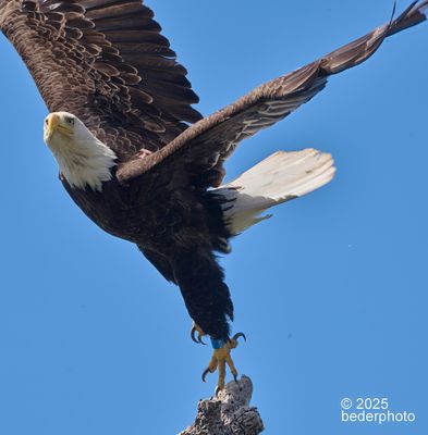 2025_birds_