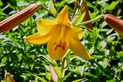 2025_lillies