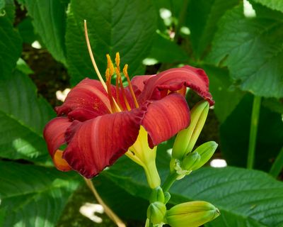 2025_lillies