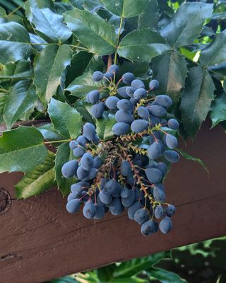 g13/27/1147027/3/175621467.20d914c6.JPEG