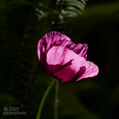 2025_flora