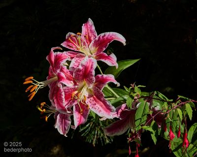 2025_flora