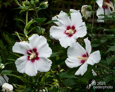 2025_flora