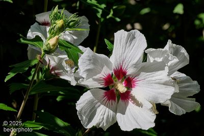 2025_flora