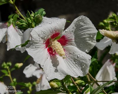 2025_flora
