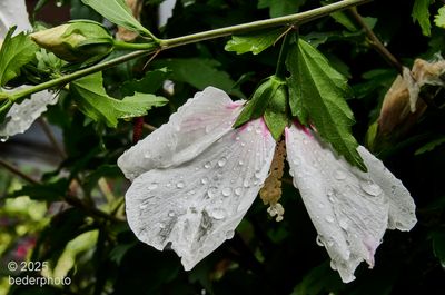 2025_flora
